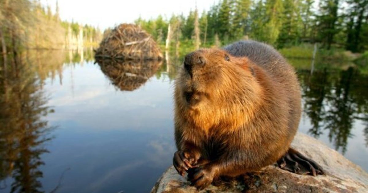 The Beaver As National Symbol: Why Is A Furry Mammal Still ...