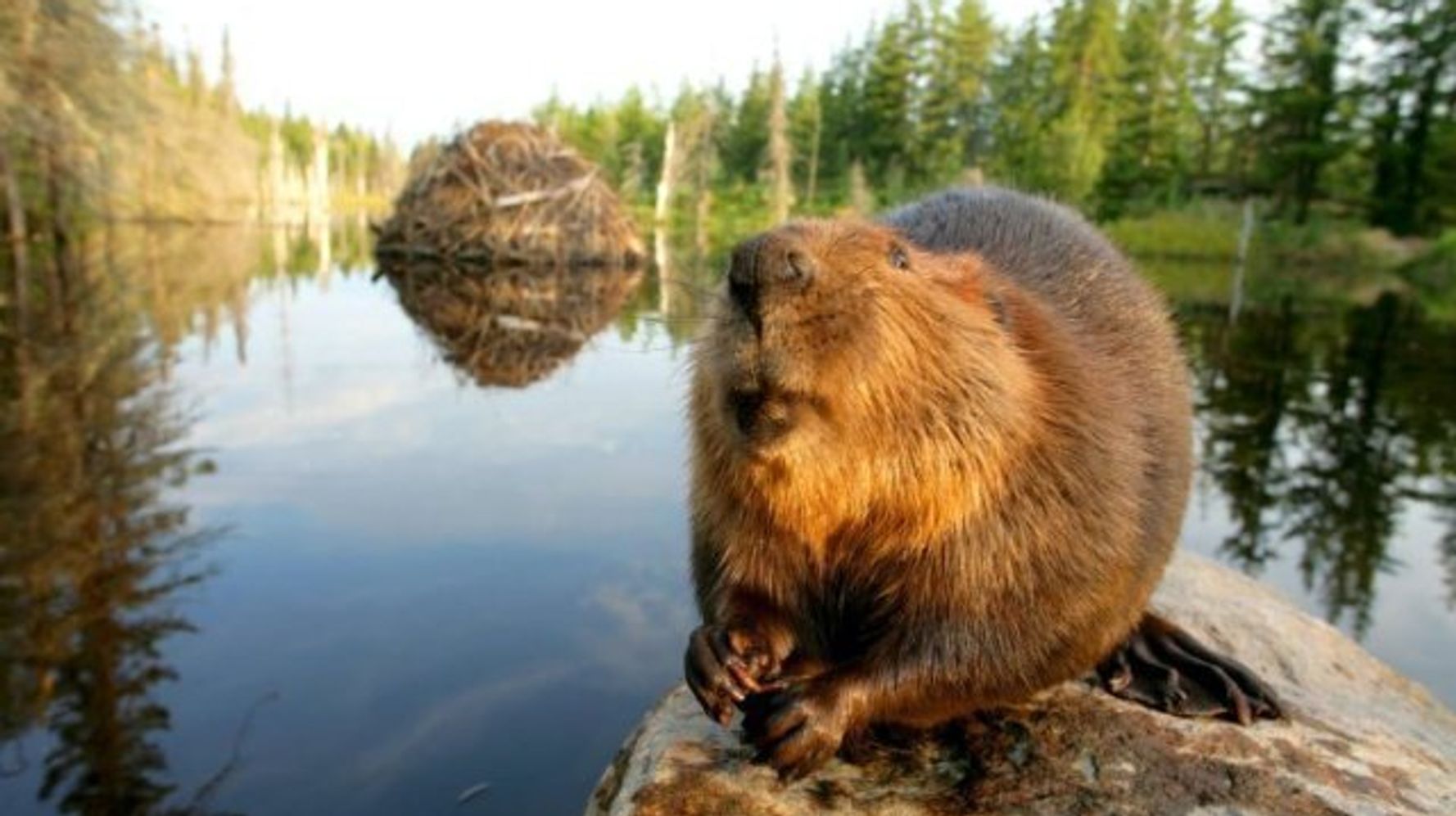 beaver first nations meaning
