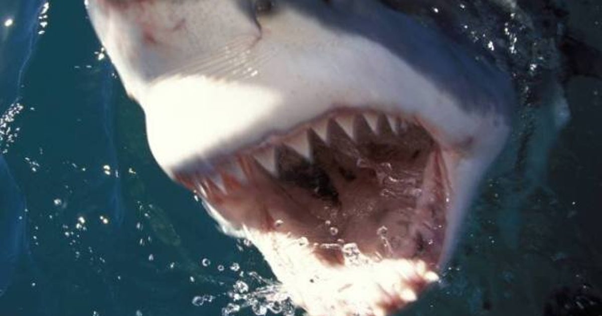 Animal Rights Activists Might Be Criminals, But Not Terrorists