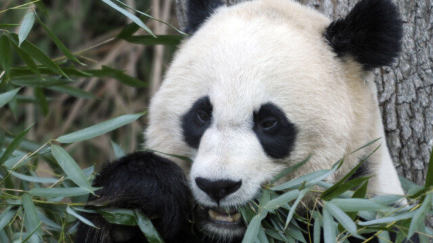 Pandas In Canada Beloved Bears Could Be Coming To Canadian Zoos