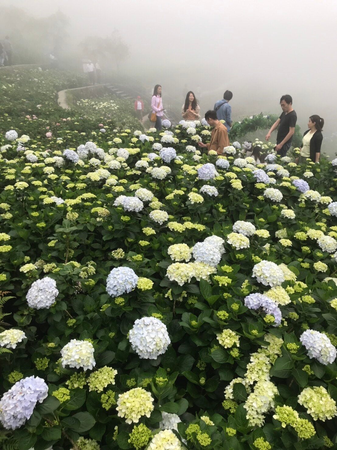 小編5/12實地走訪這天,陽明山起了大霧,但遊客還是開心探訪拍照。