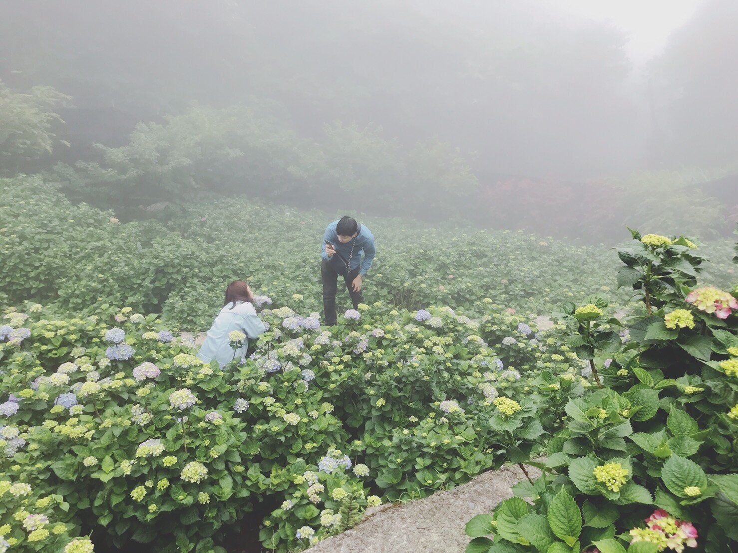 雖然花況未全開,還是挺美的。