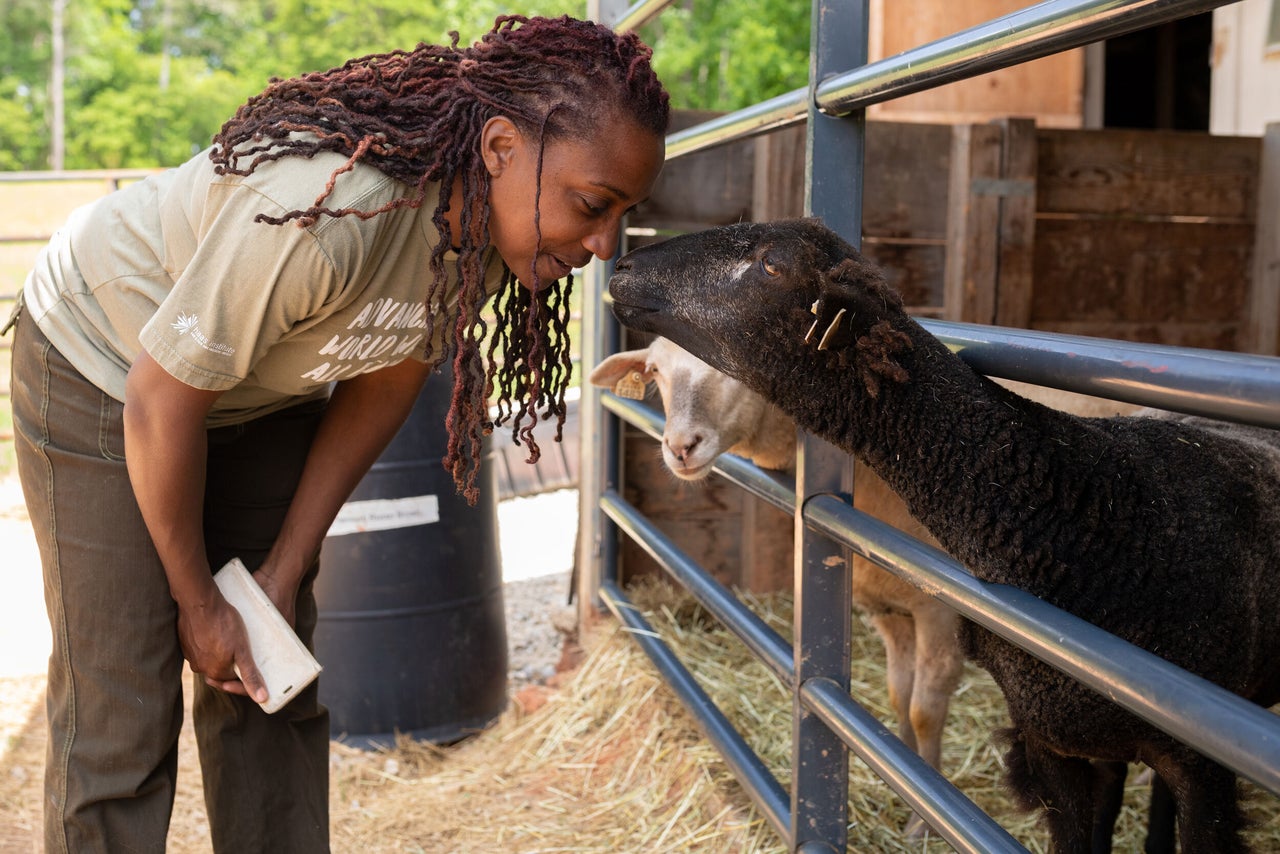 Keisha Cameron checks on her sheep at her farm in Grayson, Georgia.