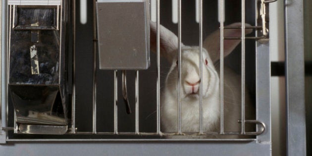 Help the #BeCrueltyFree Campaign End Cosmetics Animal Testing | HuffPost News Help the #BeCrueltyFree Campaign End Cosmetics Animal Testing | HuffPost News