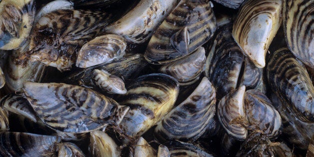 dredging mussels from great lakes dredging mussels from great lakes