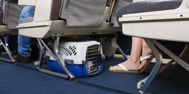 Passenger traveling with their pet dog. Pet carrier is stowed under the seat.