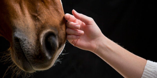 Close-up of woman's hand touching horse against black background.