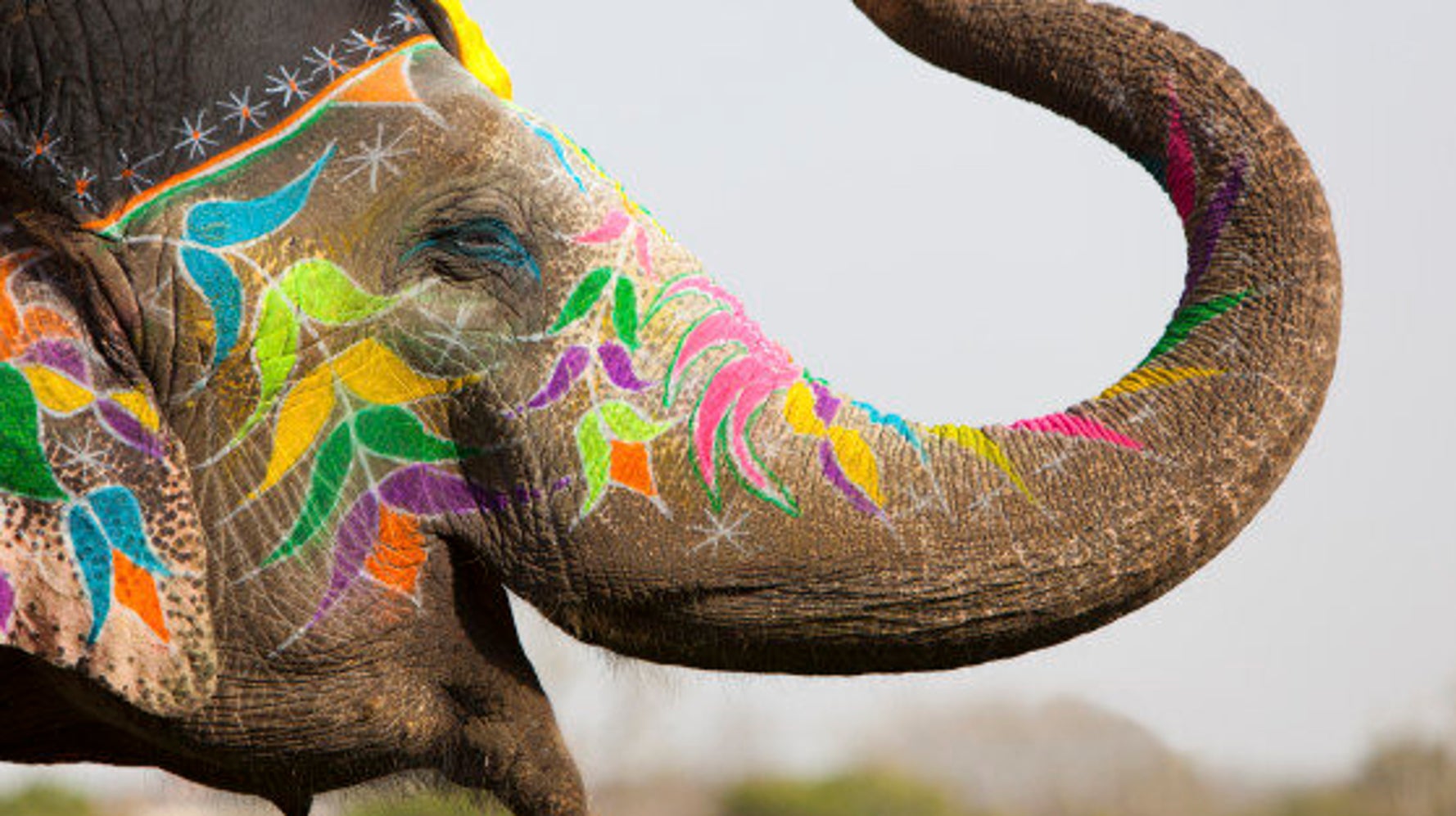 What Kind Of Monster Would Feed Meat To An Elephant? | Huffpost Null