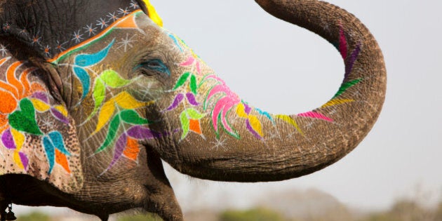 Decorated elephant at the annual elephant festival in Jaipur, Rajasthan in India.