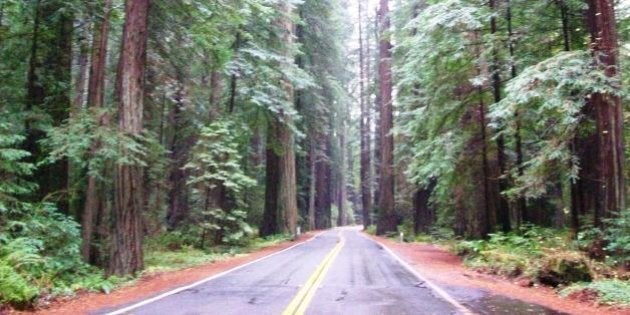 Avenue of the Giants, Humboldt County. This is also a paradise for anyone who loves those cheap little roadside attractions from decades past. There are no less than three different "Drive-Thru" Trees (all of which charge money). There are also a couple of treehouses or "House in a Tree", tiny little hovels built into the bole of a tree. Also various ancient and big trees, such as the "Grandfather Tree" or "Immortal Tree". Also the former "Biggest Tree" before it fell over. All reasons to get out of the car and spend a few bucks in the gift shops, of course.