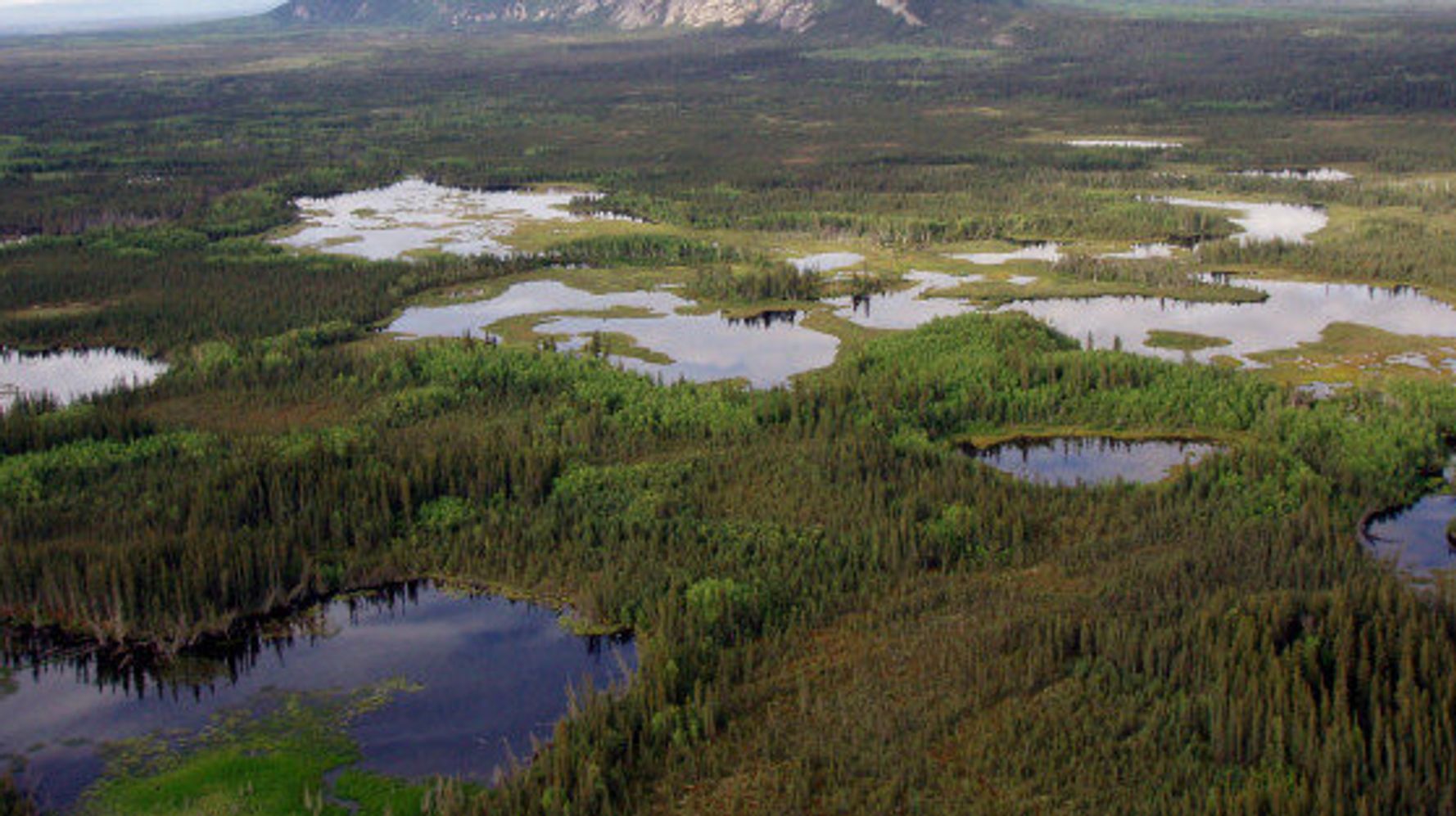 Progress In Canada's Boreal Forest Shows We Can Protect Half Of Nature ...