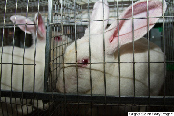 Enough Is Enough. It's Time Consumers Stood Up To Animal Testing | HuffPost  News