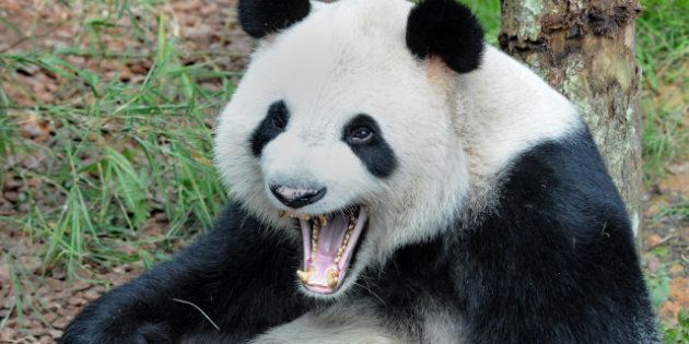 'Kai Kai', a panda from China, yawns in its enclosure during a media preview at the River Safari in Singapore on October 29, 2012. Two giant pandas, aged four and five-years old and on loan from China for 10 years to the Wildlife Reserve Singapore (WRS) - the parent company to the city's Jurong Bird Park, Night Safari and Singapore Zoo, are being housed in a custom-built 1,500 square metre (16,145 square foot) enclosure costing 6.9 million USD within WRS's newest attraction, the River Safari, will open to the public for a special preview on November 29. AFP PHOTO / ROSLAN RAHMAN (Photo credit should read ROSLAN RAHMAN/AFP/Getty Images)