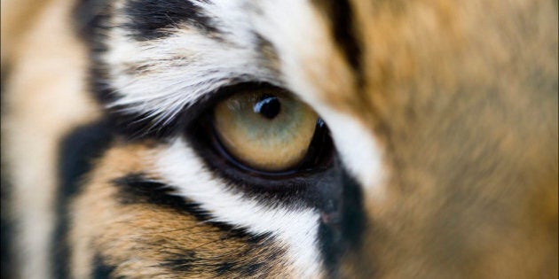 Full frame extreme close up of Bengal tiger eye and stripes