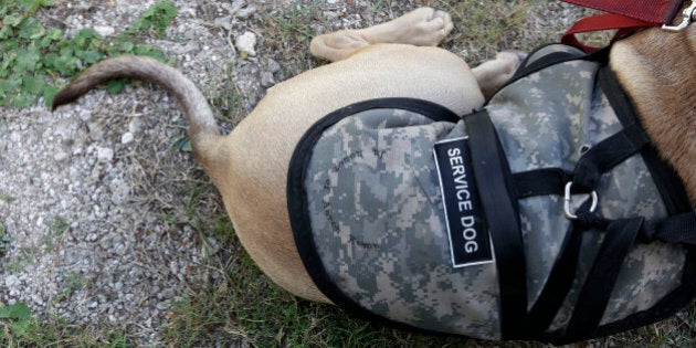 A service dog named Sam rests during a ribbon-cutting ceremony for Companions for Life Training Academy, a Veterans Service Dog Training Program & Facility, at the Jefferson Parish Animal Shelter in Harahan, La., Friday, Sept. 25, 2015. Veterans will learn to train service dogs and to teach other military veterans suffering from PTSD, brain injury or other medical problems how to train their own pets to meet their medical or psychological needs. They will be among the first participants in the program to teach veterans, including those whoâve never worked with canines, to train their own service dogs: animals coming from shelters. (AP Photo/Gerald Herbert)