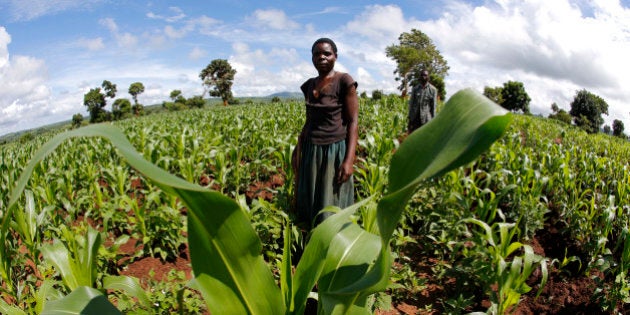 Malawian subsistence farmer tend their fields near the capital Lilongwe, Malawi February 1, 2016. Late...