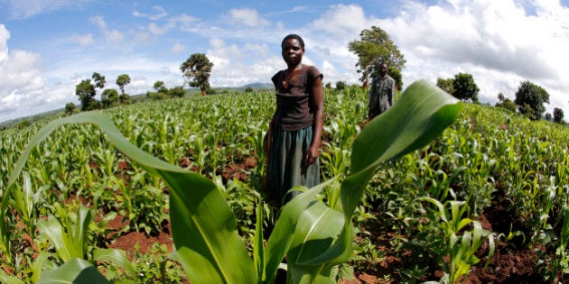 Malawian subsistence farmer tend their fields near the capital Lilongwe, Malawi February 1, 2016. Late rains in Malawi threaten the staple maize crop and have pushed prices to record highs. About 14 million people face hunger in Southern Africa because of a drought that has been exacerbated by an El Nino weather pattern, according to the United Nations World Food Programme (WFP). Picture taken with fish eye lens. REUTERS/Mike Hutchings