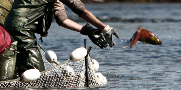 A worker with the Canadian Department of Oceans and Fisheries tosses a sockeye salmon back into the water during tagging on the Adams River near Chase, British Columbia northeast of Vancouver October 10, 2006. Every year thousands of sockeye salmon travel 405 km (252 miles) from the Pacific through inland waters to the Adams River to spawn. Every fourth year, the dominant year of the cycle, the migration dwarfs all others. REUTERS/Andy Clark (CANADA)