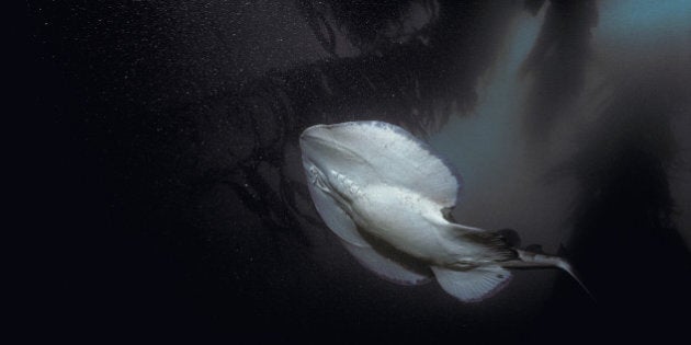 Pacific Electric (Round Torpedo) Ray (Torpedo californica) dives into the canopy of the kelp forest, California (USA) - Pacific Ocean.