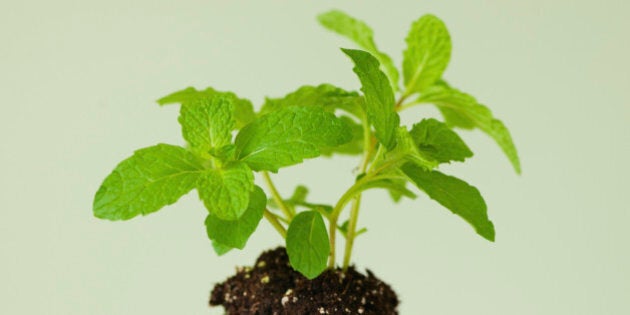 Close up of mint seedling, studio shot