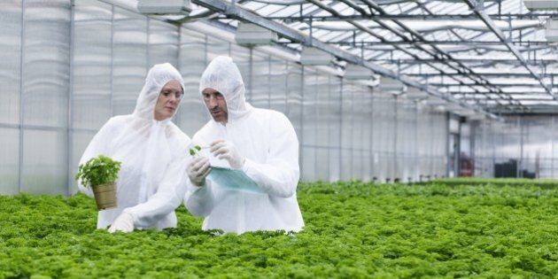 Germany, Bavaria, Munich, Scientists in greenhouse examining parsley plant