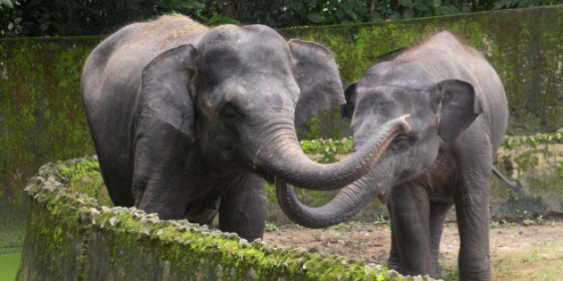 KOLKATA, WEST BENGAL, INDIA - 2016/08/12: Zoological Garden, Alipore, Kolkata observe World Elephant Day along with school children in Alipore Zoo garden complex. It?s also the awareness pogram for the conservation of World?s largest Land animal, Elephant. World Elephant Day observe Internationally annually on August 12 , dedicated to the preservation and protection of the Elephant since 2011. (Photo by Saikat Paul/Pacific Press/LightRocket via Getty Images)