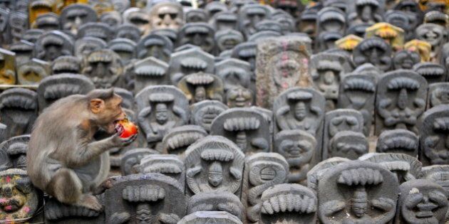 A bonnet macaque sits on consecrated idols of snakes as it eats a pomegranate fruit left behind as an offering by devotees during the Nag Panchami festival inside a temple on the outskirts of Bengaluru, India, August 19, 2015. Hindus celebrate the festival by worshipping snakes to honour the serpent god. REUTERS/Abhishek N. Chinnappa