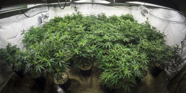 Indoor marijuana garden with leafy plants under lights