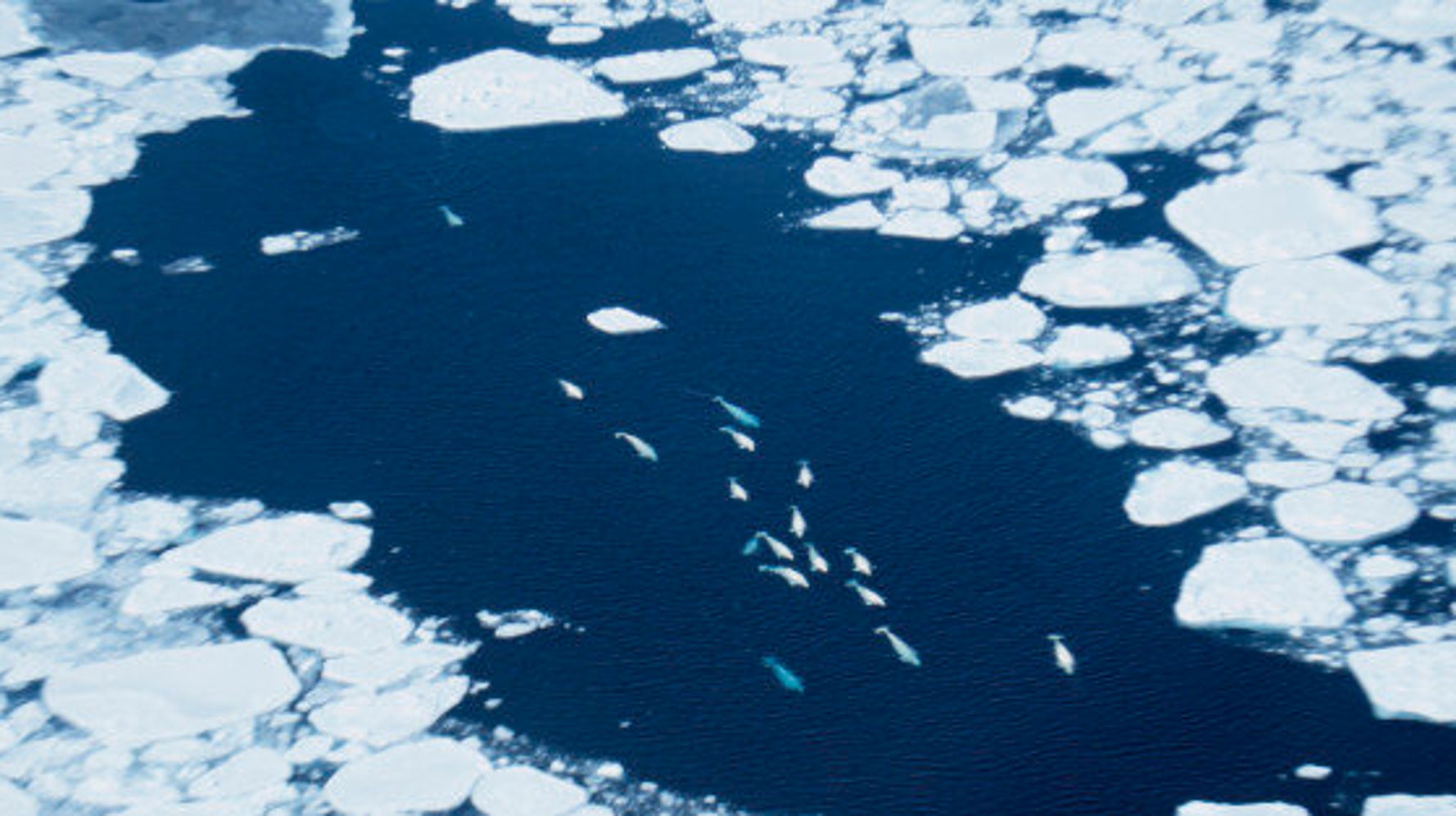 Canada Must Step Up Its Marine Protection Efforts | HuffPost News