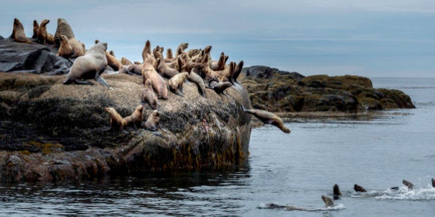 British Columbia, Canada, Central BC coast, Steller sea lions, Eumetopias jubatus,