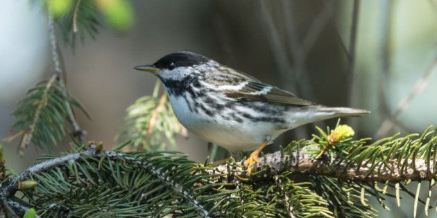 Blackpoll Warbler perched on a pine tree