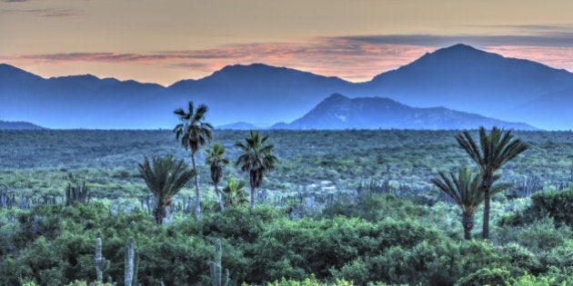 Desert blooms after winter rains, Rancho Carisivu, west side of Cape, near Cabo San Lucas, Baja California, Mexico.