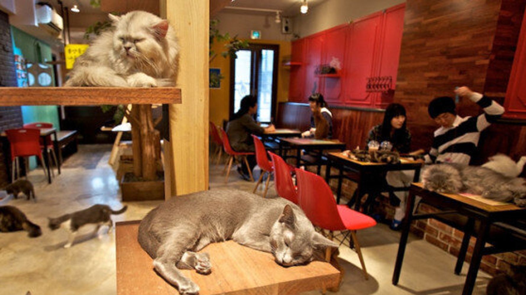 Cat Cafe Montreal Café Chat L'Heureux To Cats And People