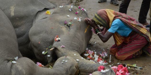 An Indian villager offers prayers over the bodies of two female elephants after they were electrocuted next to an electricity pole at Kiranchandra Tea Garden, on the outskirts of Siliguri, on September 10, 2016.Two female elephants were found near a electricity pole where they seem to have been electrocuted, a forest official said. / AFP / DIPTENDU DUTTA (Photo credit should read DIPTENDU DUTTA/AFP/Getty Images)