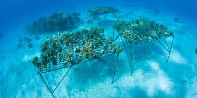 Corals are grown in Lagoon, Aitutaki Atoll, Cook Islands