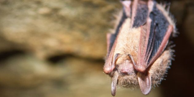 A close up of a Tri-colored Bat.