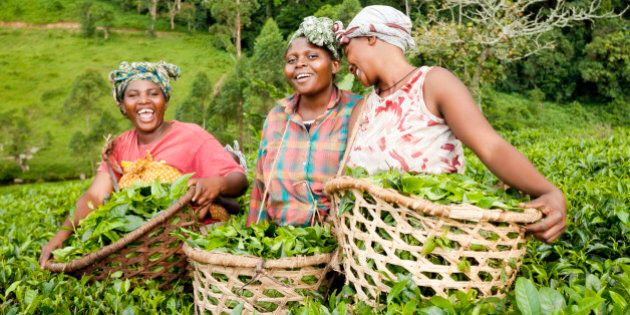 Three African women laugh while they collect green tea leaves in the countryside of Uganda.
