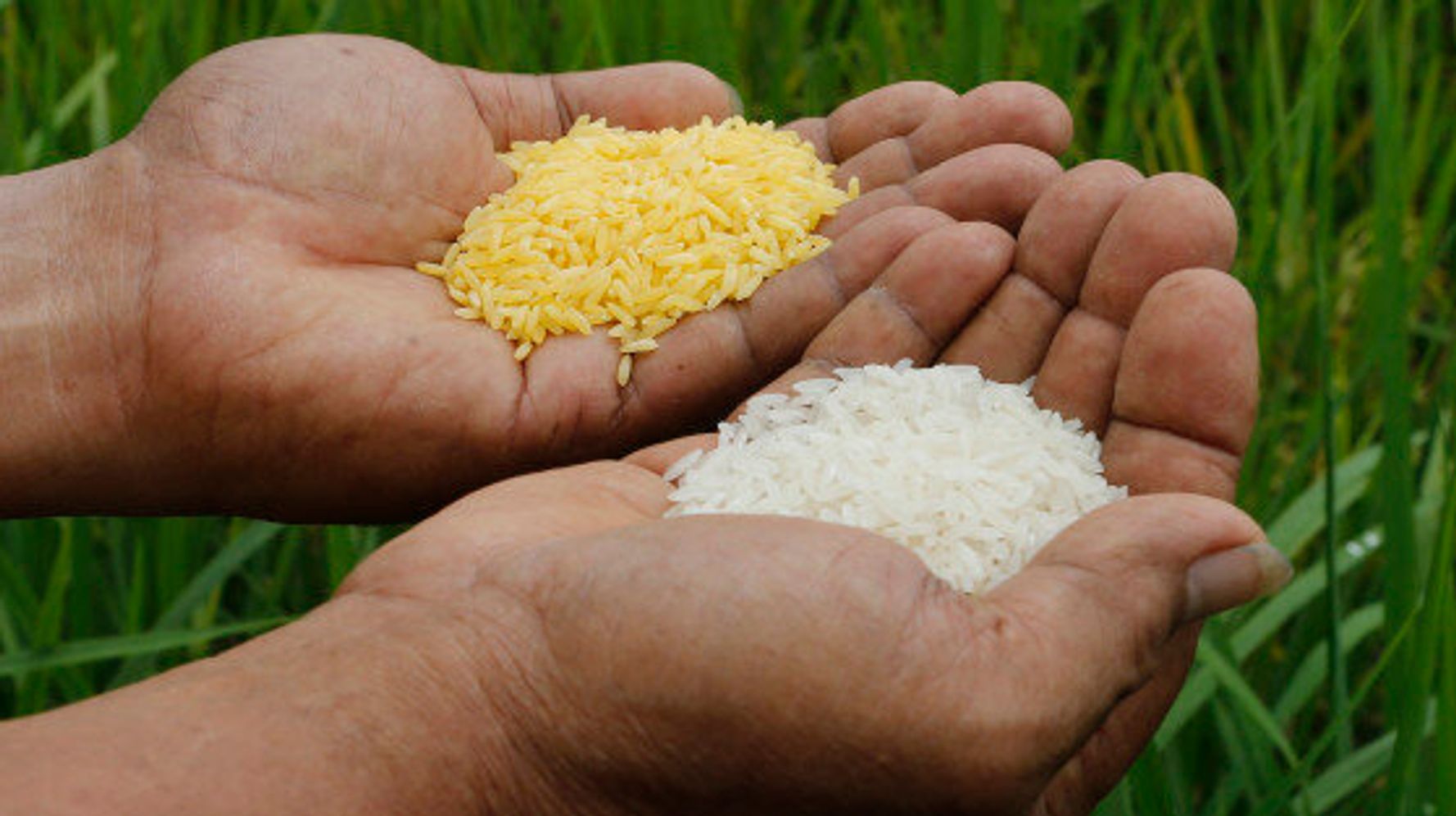 Modified Golden Rice Not The CureAll Industry Claims