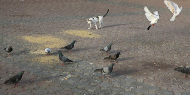 A cat checks on pigeons, Dubai, United Arab Emirates, 2014.