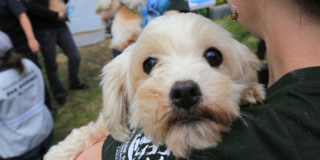 IMAGE DISTRIBUTED FOR HUMANE SOCIETY INTERNATIONAL - In this image released on Wednesday, July 23, 2014, a dog awaiting veterinary triage is shown after being rescued from a puppy mill in Estrie, Quebec. Humane Society International/Canada along with the Quebec Department of Agriculture, Fisheries and Food and SPCA Estrie worked to remove over 200 small breed dogs, including Bichons and Pomeranians. HSI Canada worked with MAPAQ and SPCA Estrie to remove the dogs from the property and transport them to an emergency shelter where they received veterinary treatment and care from staff and volunteers. This is the fifth rescue in seven months by HSI Canada and MAPAQ, and the second largest in Quebec history. (Francis Vachon /AP Images for Humane Society International)