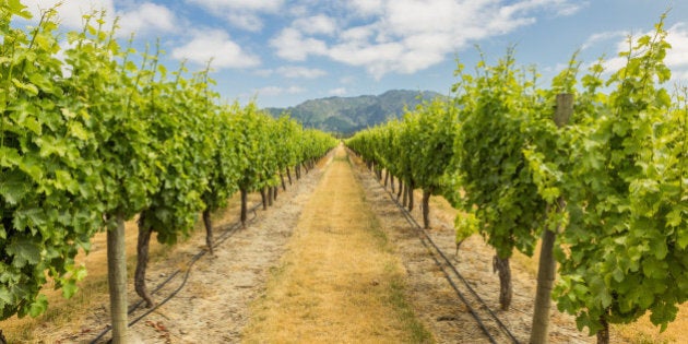 Vineyard in Marlborough, one of the main wine regions in New Zealand