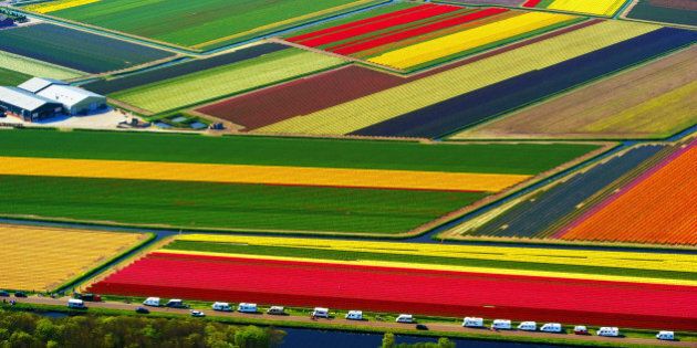 An aerial shot shows a colourful field of flower bulbs in Lisse, on April 24, 2011. Tourists traveling in mobile homes can be seen parked on the side of the field. AFP PHOTO / ANP / ROBIN UTRECHT ***Netherlands out - Belgium out*** (Photo credit should read ROBIN UTRECHT/AFP/Getty Images)