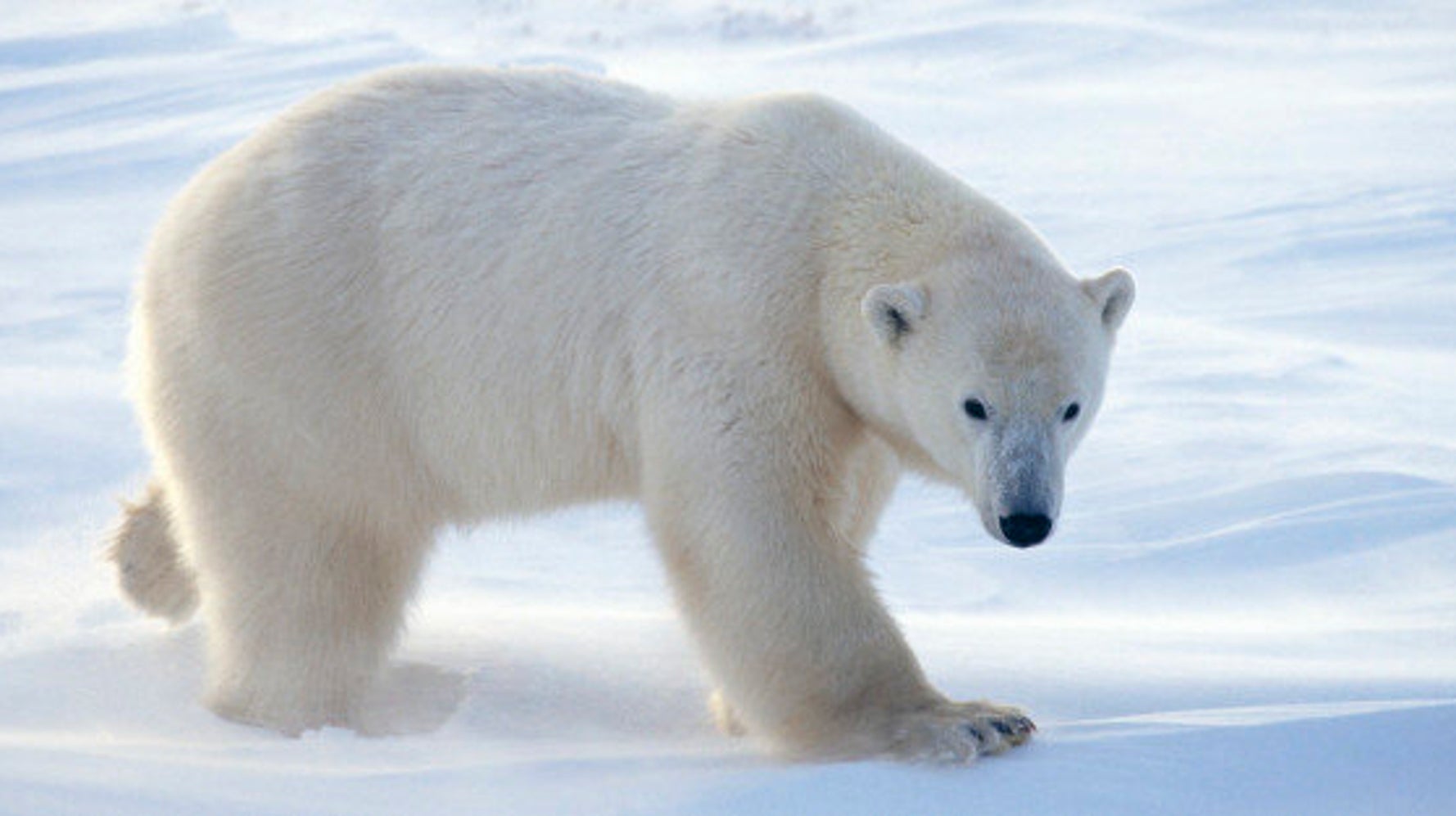 Polar Bear Patrols Keep Bears And Communities Safer | HuffPost Canada News