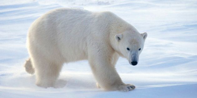 Polar Bear Walking Across Ice