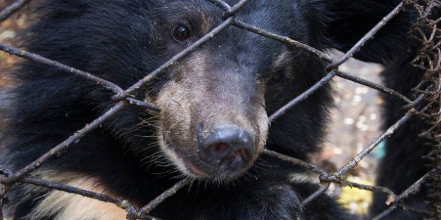Asiatic black or Moon bear (Ursus thibetanus) Utyos Wildlife Rehabilitation Centre, Kutuzovka Village, Russian Far East