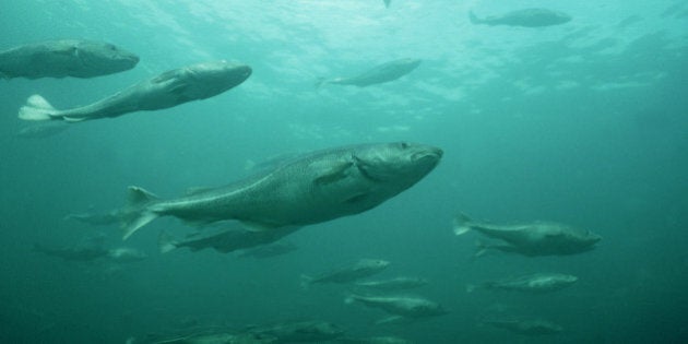 atlantic cod, gadus morhua in a pen newfoundland, canada