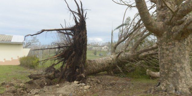 An uprooted tree is pictured on March 19, 2015 in the Catholic french speaking Lycee De Montmartre, 5 km from Port Vila after Severe Tropical Cyclone Pam hit the Pacific nation of Vanuatu. Vanuatu has hit out at aid groups swarming the cyclone-ravaged Pacific nation over a lack of coordination, which it said cost precious time getting help to those in need, while warning food will run out in a week. AFP PHOTO / FRED PAYET (Photo credit should read FRED PAYET/AFP/Getty Images)