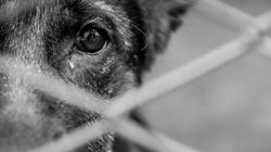 Toronto's Animal Services By-Laws Are