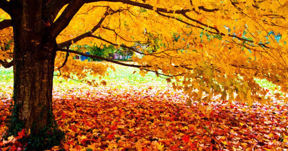 5 Must-Visit Fall Foliage Destinations On America's East Coast ...