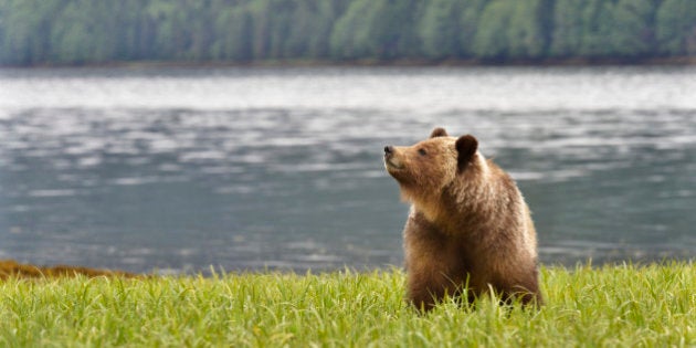 Female Brown Bear checking the air for scents while along shoreline of the Khutzeymateen Inlet, Great Bear Rainforest on the northern coast of British Columbia, Canada.